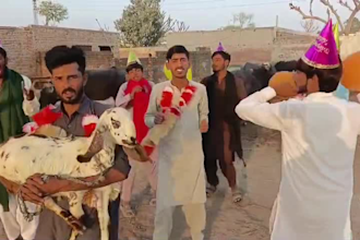 african happy birthday video african happy birthday video
