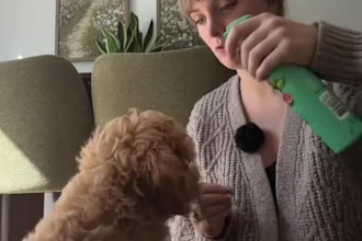 create authentic pet ugc videos for your brand or product