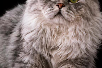 create viral tiktok videos for your pet