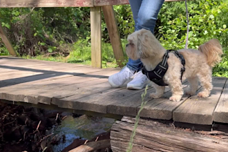 create dog product videos for amazon and pet brands