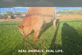 create authentic pet and farm animal videos