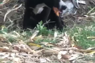 record a heartwarming video feeding a street dog with your custom message