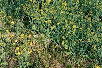 compose professional naat and song melody tune with full emotion