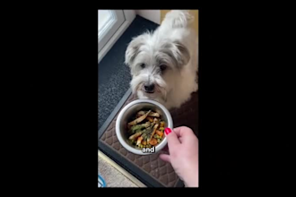 create dog ugc videos for your dog products or services