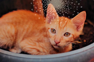 do youtube shorts and funny animal video editing