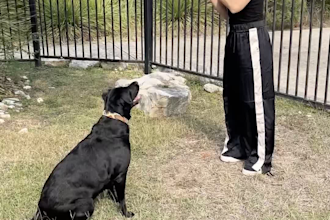 create real dog mom ugc ads for pet brands