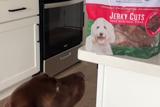 create authentic pet ugc videos with my dog for your pet brand