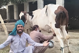 wish african happy birthday video or funny happy birthday