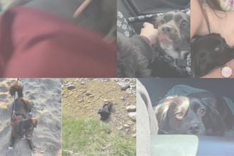 create premium ugc pet videos with my dog dea for pet brands
