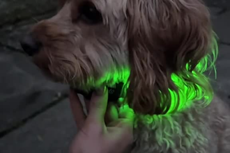 create high converting pet ugc videos for dog products and pet brands