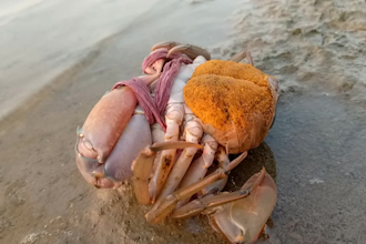 authentic sea fishing photos and videos from pakistan coast