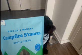 record ugc videos for dog products