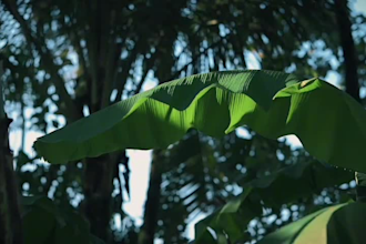 do professional video editing in 4k quality
