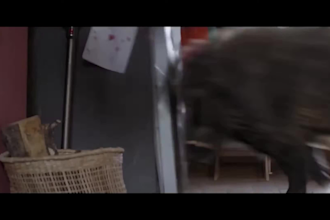 create realistic 3d model of a animal, animal rigging and animation,3d creature