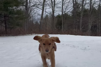 create ugc dog content for tiktok and meta