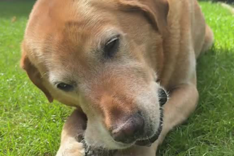 create ugc for pet products with my large dog