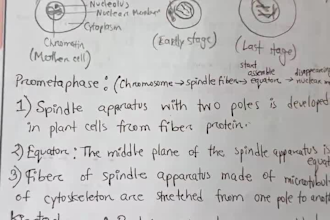 write precise clean handwriting