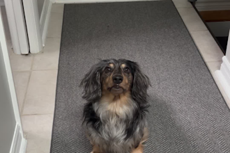 create authentic pet ugc videos for your brand