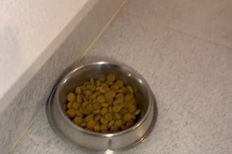 create pet ugc content in english or spanish