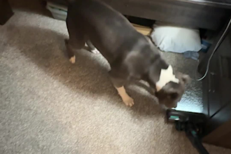 create ugc tiktok videos for tech, fitness, pet products