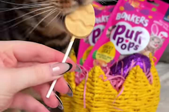 create pet ugc for your animal products or services