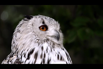 edit videos with unlimited revisions