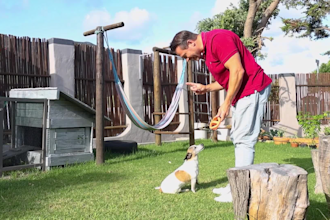 create professional pet product video and photo content