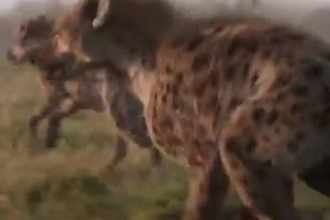 do realistic 3d animal animation, 3d model character, rig, xgen, vfx