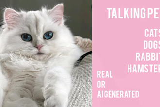 make a talking dog or cat video message in 12 hours