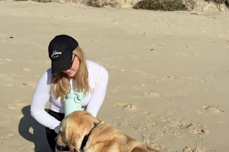 create ugc video for pet products, services and for your product and brand