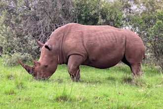 create epic cinematic wildlife and nature video