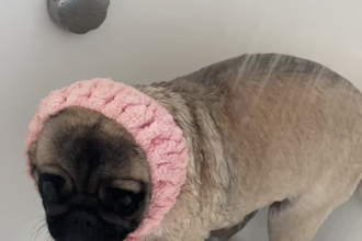 create engaging pet ugc video ads with my charismatic pug