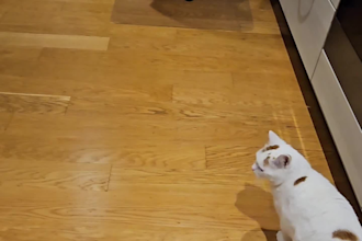 create an engaging pet cat ugc video