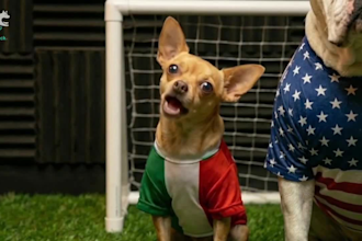 make funny ai talking animal with realistic lip sync, halloween videos