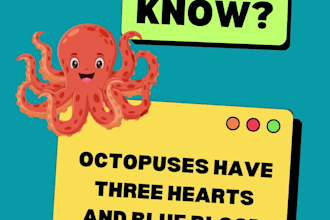 design creative educational flashcards