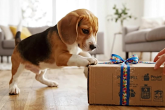 create dog ugc videos for your pet product or service