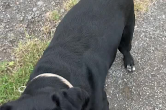 create authentic german pet ugc videos with my labrador mix