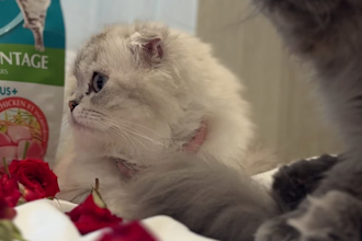 create cat ugc videos