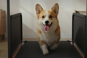 add animated subtitles and captions to your video