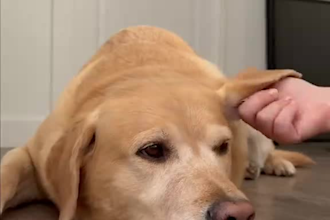 create dog or cat ugc videos for your pet product and services