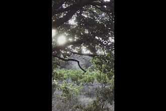 edit your short form videos with a cinematic retro vintage style