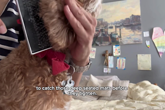 create authentic dog ugc videos for amazon and tiktok