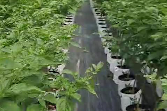 design irrigation and fertigation systems for grow bags