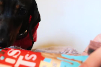 create authentic ugc videos with my dog