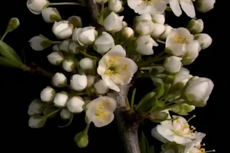 make 3d plant animation, 3d flower animation, 3d flower model, flower animation