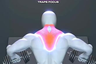 3d workout videos, 3d gym animation, 3d anatomy fitness, body building, workout