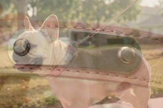 create engaging pet ugc dog ugc brand product videos editing social media ads