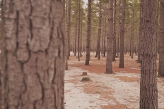 edit engaging youtube videos with cinematic storytelling