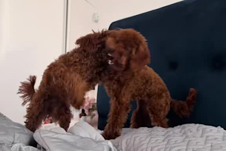 create pet ugc videos with my poodles
