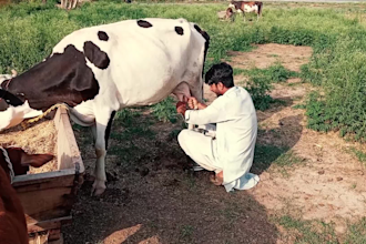 wish birthday video while cow milking